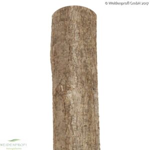 Holzpfosten Hasel rund, naturbelassen, ungespitzt Ø 6-10  x  200